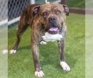 American Pit Bull Terrier Dogs for adoption in Camarillo, CA, USA