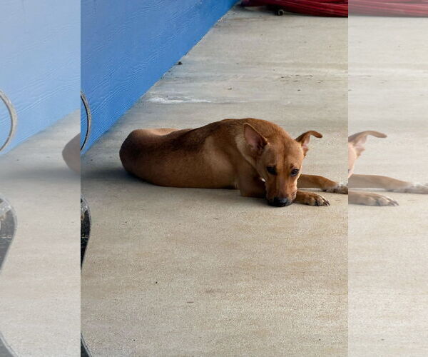Medium Photo #4 Labrador Retriever-Unknown Mix Puppy For Sale in The Woodlands, TX, USA