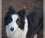 Small Photo #108 Border Collie Puppy For Sale in MOSIER, OR, USA