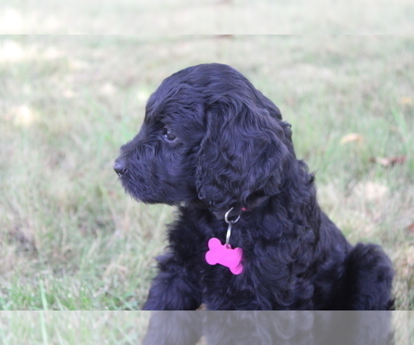 Medium Photo #54 Goldendoodle Puppy For Sale in HOWARD CITY, MI, USA