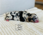 Small #6 Miniature Australian Shepherd