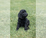 Small Photo #3 Goldendoodle Puppy For Sale in CEDAR BLUFF, VA, USA