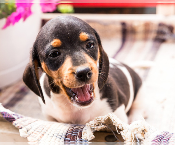 Medium Photo #15 Dachshund Puppy For Sale in WAKARUSA, IN, USA