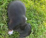 Small #3 Rat Terrier