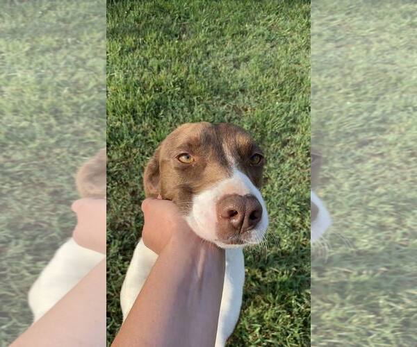 Medium Photo #2 Pointer-Unknown Mix Puppy For Sale in Woodbury, NY, USA
