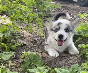 Pembroke Welsh Corgi Puppy for sale in BRANDON, FL, USA