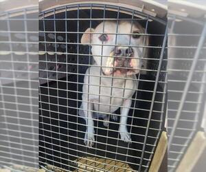 American Pit Bull Terrier Dogs for adoption in Tracy, CA, USA