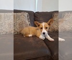 Small Photo #63 Pembroke Welsh Corgi Puppy For Sale in SHILOH, OH, USA