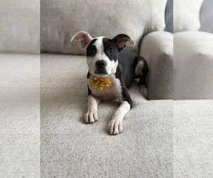 Bullboxer Pit Dogs for adoption in Phoenix, AZ, USA