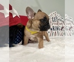 Small Photo #12 French Bulldog Puppy For Sale in ADELAIDE, WA, USA