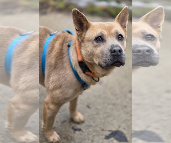 Medium Photo #4 Chow Chow-Unknown Mix Puppy For Sale in Clarkston, MI, USA