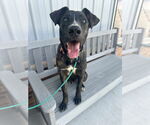 Small #7 American Staffordshire Terrier Mix