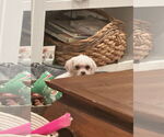 Small #5 Maltese