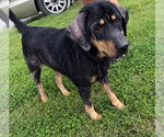 Small Photo #3 Mutt Puppy For Sale in Evansville, IN, USA