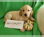 Small Photo #12 Golden Retriever Puppy For Sale in NORTH UNION, PA, USA