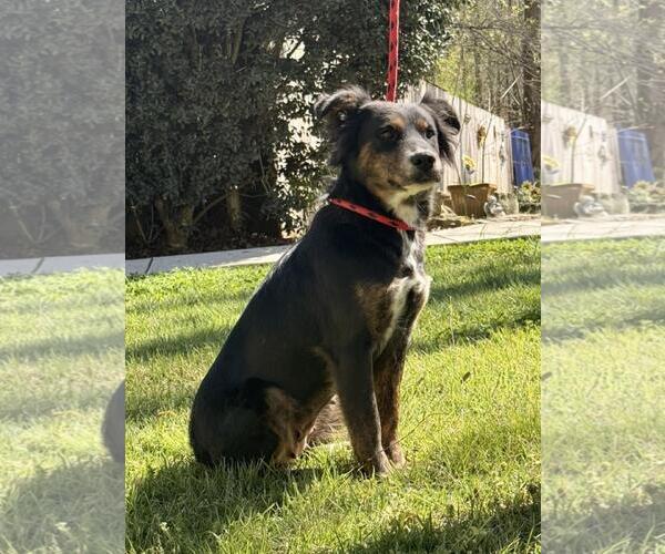 Medium Photo #2 Australian Shepherd-Unknown Mix Puppy For Sale in Yardley, PA, USA
