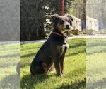 Small #1 Australian Shepherd Mix