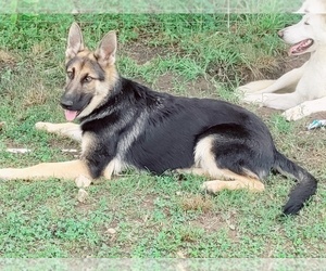 German Shepherd Dog Puppy for sale in DALLAS, NC, USA