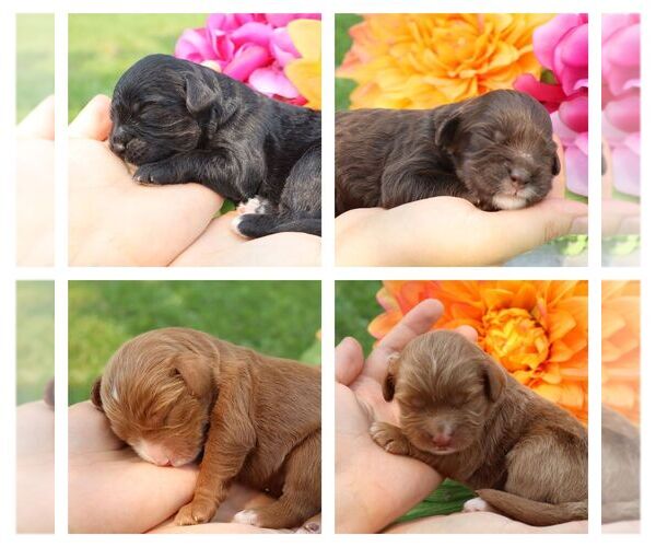 Medium Photo #1 Cavapoo Puppy For Sale in THORP, WI, USA