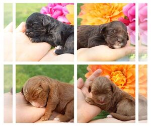 Cavapoo Litter for sale in THORP, WI, USA