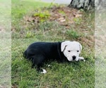 Puppy Max Olde English Bulldogge