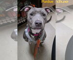 Small #8 American Pit Bull Terrier-Labrador Retriever Mix
