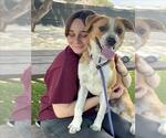 Small Texas Heeler
