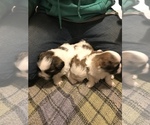 Small Photo #10 Shih Tzu Puppy For Sale in ARDEN, NC, USA