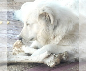 Father of the Great Pyrenees puppies born on 01/09/2024