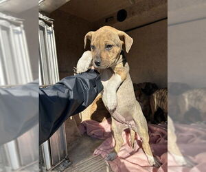 Mutt Dogs for adoption in Oklahoma City, OK, USA