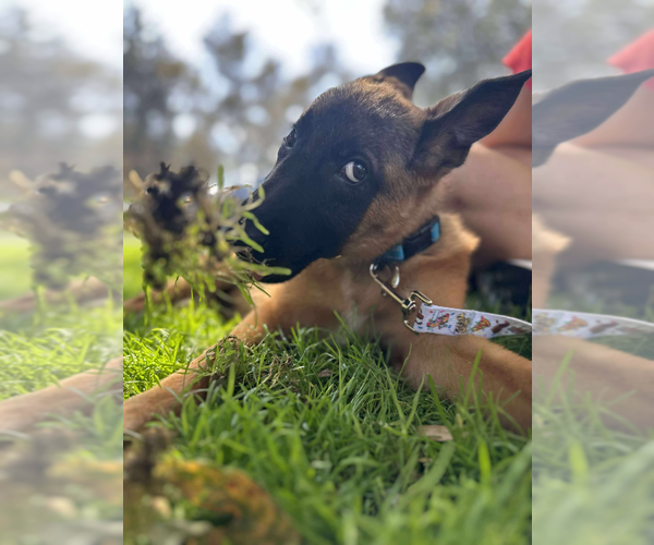 Medium Photo #3 Mutt Puppy For Sale in Imlay City, MI, USA