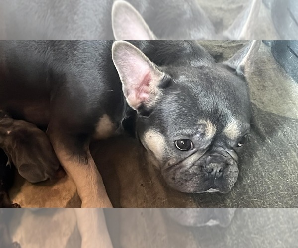 Medium Photo #3 French Bulldog Puppy For Sale in MERIDEN, MN, USA