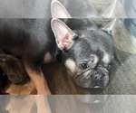 Small Photo #3 French Bulldog Puppy For Sale in MERIDEN, MN, USA