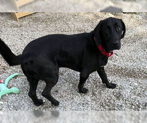 Basset Hound-Unknown Mix Dogs for adoption in Deepwater, NJ, USA