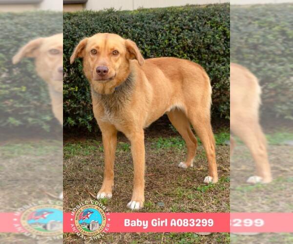Medium Photo #2 Labrador Retriever-Unknown Mix Puppy For Sale in Mobile, AL, USA