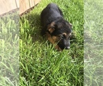 Small Photo #10 German Shepherd Dog Puppy For Sale in INMAN, SC, USA