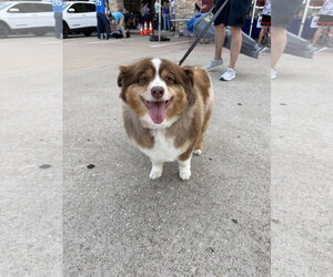 Mutt Dogs for adoption in The Woodlands, TX, USA