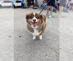 Small Mutt