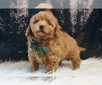 Small #1 Maltipoo