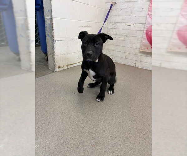 Medium Photo #1 Mutt Puppy For Sale in San Bernardino, CA, USA