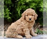 Small #3 Goldendoodle (Miniature)