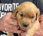 Small Photo #2 Golden Retriever Puppy For Sale in LAMAR, CO, USA
