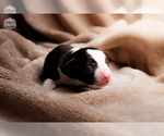 Puppy Snoopy Border Collie