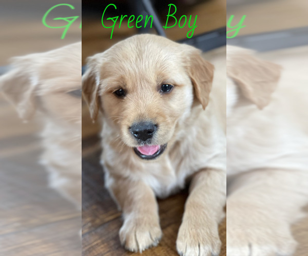 Medium Photo #1 Golden Retriever Puppy For Sale in ROGERSVILLE, MO, USA