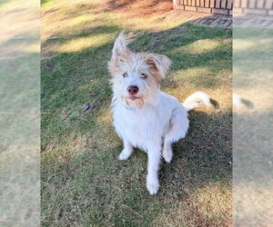 Unknown-Wheaten Terrier Mix Dogs for adoption in Newfoundland, PA, USA