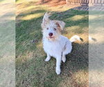 Ralph - Male Unknown-Wheaten Terrier Mix Dog for Adoption - Small photo