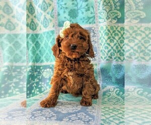 Cock-A-Poo Puppy for sale in KIRKWOOD, PA, USA