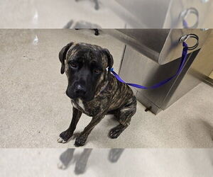 Mutt Dogs for adoption in Riverside, CA, USA