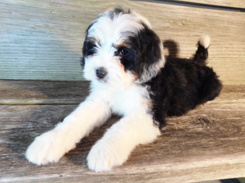 Medium Photo #1 Miniature Bernedoodle Puppy For Sale in MILLERSBURG, OH, USA