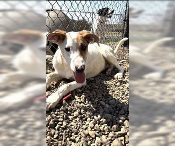 Medium Photo #4 Pointer-Unknown Mix Puppy For Sale in Oskaloosa, IA, USA